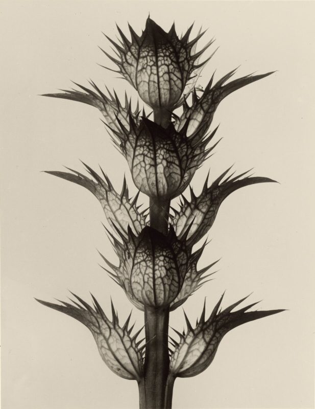 acanthus-1234x1600