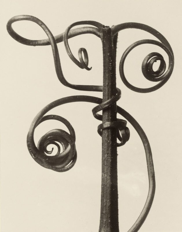 tendril-1258x1600